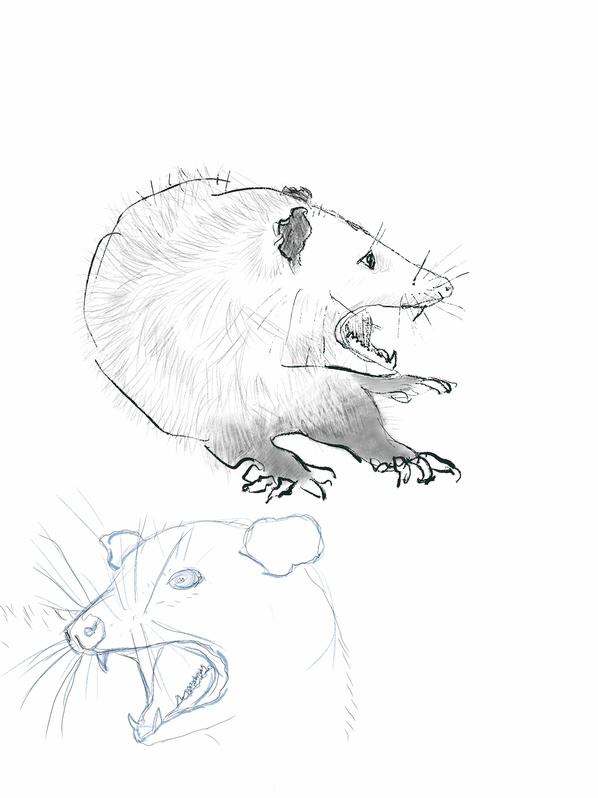 Dave the Possum (2025); Procreate on iPad